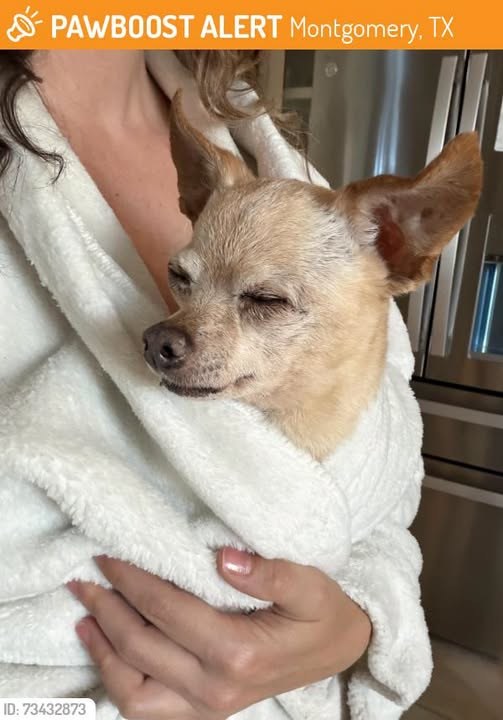 Found Dog in Montgomery, Texas — This dog was FOUND in Montgomery, TX 77356 near Lone star pkwy