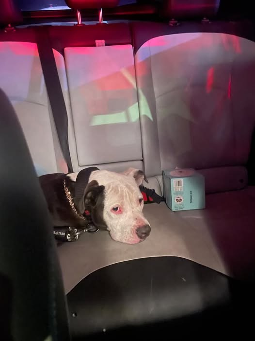 Found Dog in Los Angeles, California — listing photo