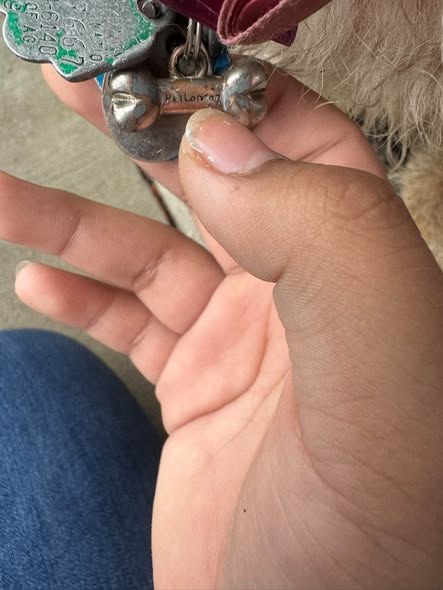 Found Pet in Chicago, Illinois — listing photo — additional photo 3