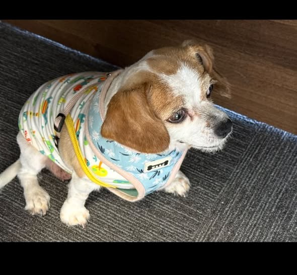 Lost Dog in Victorville, California — listing photo