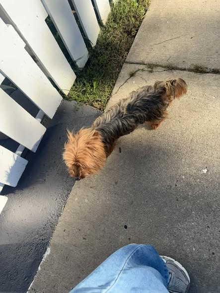 Found Dog in Waukegan, Illinois — listing photo — additional photo 2