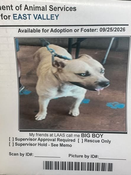 Found Dog in Panorama City, California — Dog found near Panorama City, Tyrone Ave — additional photo 2