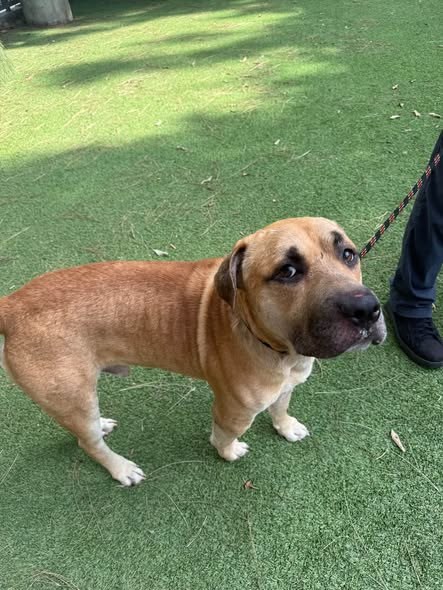 Pet alert in Van Nuys, California — Traumatized 3 year old Bubba is quite literally the saddest dog at the shelter and the… — additional photo 2