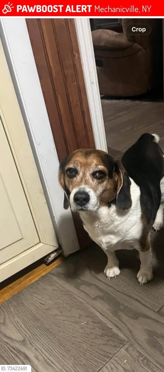 Lost Dog in Mechanicville, New York — Buddy was LOST in Mechanicville, NY 12118 near Walnut street mechanicvillle