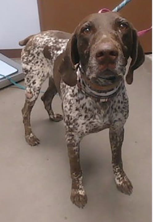 found dog in Phoenix, Arizona