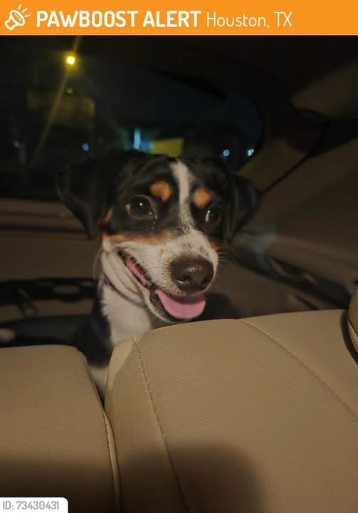 Found Dog in Houston, Texas — This dog was FOUND in Houston, TX 77065 near Saddlebrook Park