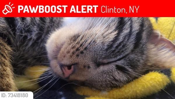 Lost Cat in Clinton, New York — Suzie was LOST in Clinton, NY 13323 near South Street Between Martin and Maxwell