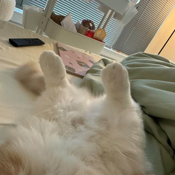 Lost Cat in Beverly Hills, California — On I discovered that my beloved cat, Mochi, was missing from my home near 512 N Roxbury… — additional photo 2