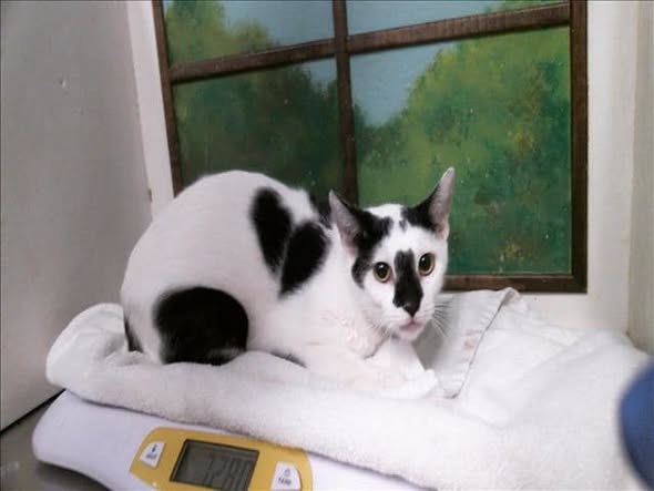 Pet alert in Houston, Texas — On Euthanasia list at BARC, Houston for Thursday, deadline at 1 PM🚨 Stunning and adorable kitty 🐱…