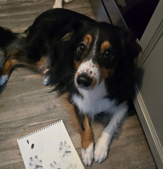 Lost Dog in Canandaigua, New York — listing photo