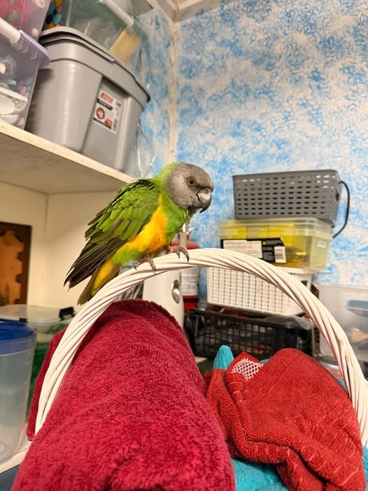 found pet in Sylmar, California