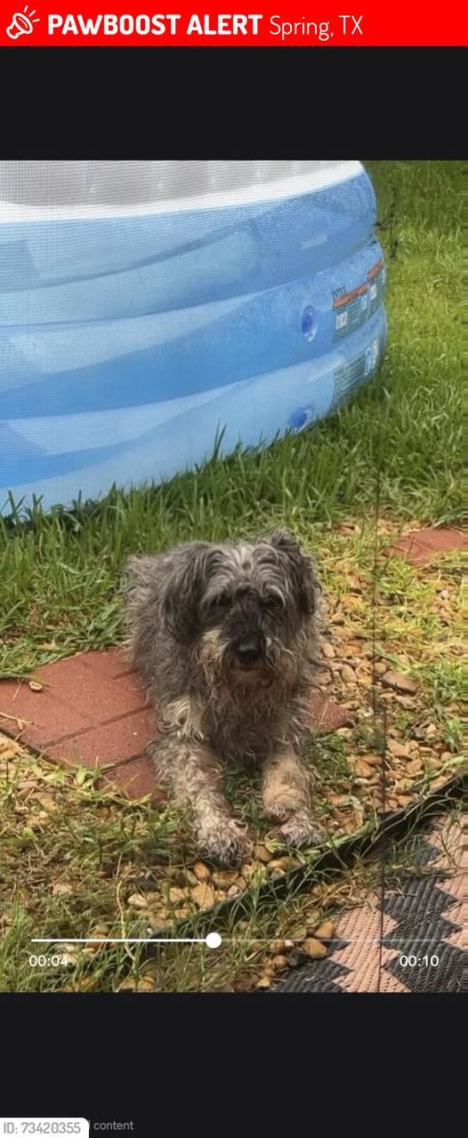 Lost Dog in Spring, Texas — Dexter was LOST in Spring, TX 77373 near Yelverton Terrace Trail
