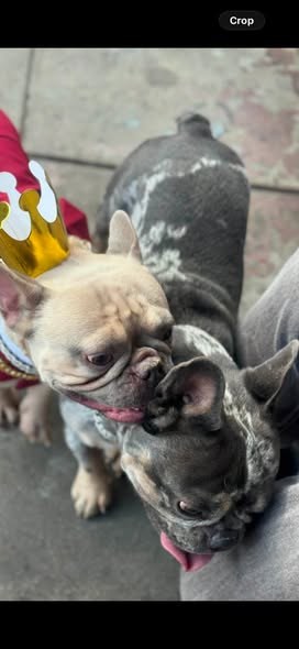 Lost Dog in Los Angeles, California — LOS ANGELES CA 3 MISSING DOGS INCLUDING ONE EYED LITTLE CHI SENIOR, A DARK GRAY FRENCHIE &… — additional photo 2