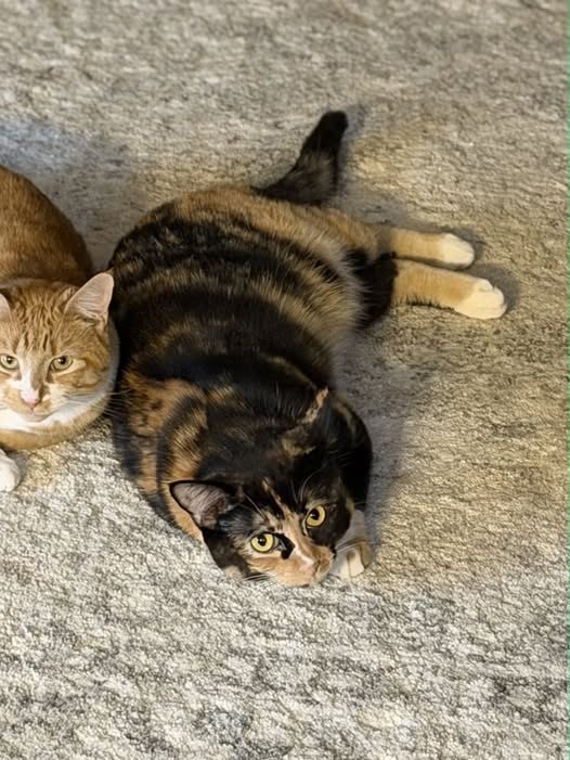 lost pet in Marion, Illinois