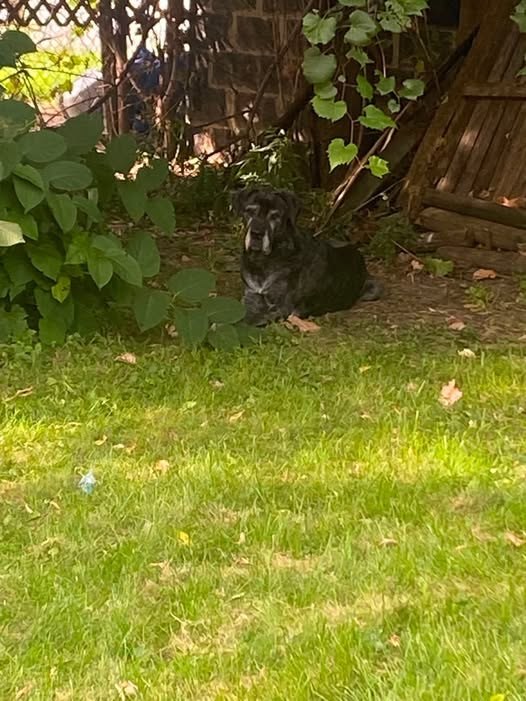 Found Dog in Rochester, New York — She has found a safe place to bed down in another neighbor's backyard
