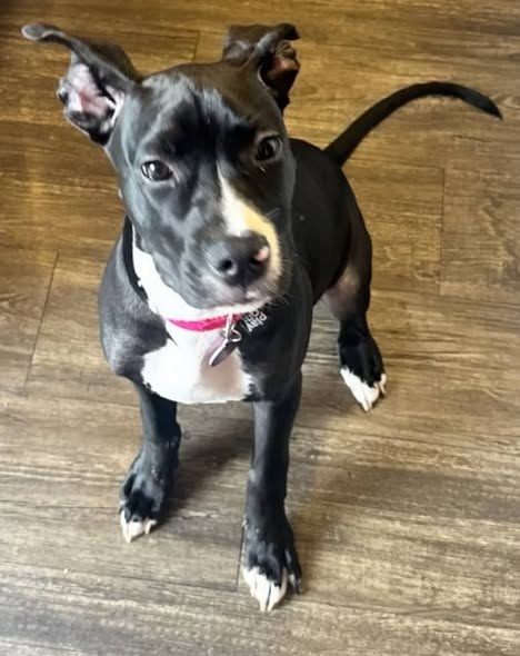 Pet alert in Houston, Texas — Houston Texas 77093 NEEDS RESCUE or FOSTER ASAP This is a courtesy post This little baby was left…