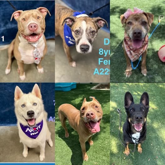 Pet alert in Chatsworth, California — Chatsworth, California (West Valley shelter) Seniors