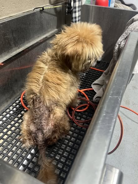 Found Pet in North Chicago, Illinois — This adorable, gentle boy was found covered in fleas at 12th and Jackson in North Chicago… — additional photo 2