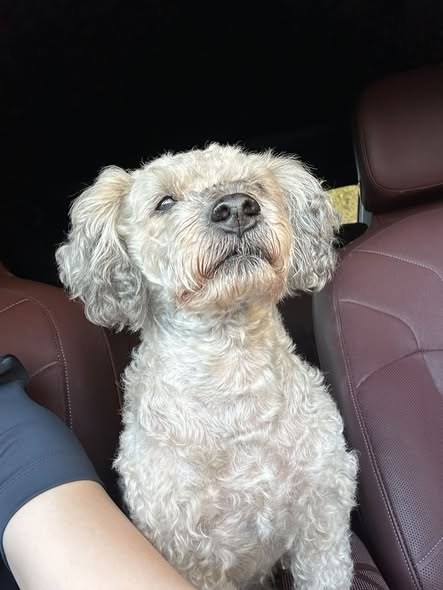 Found Dog in Los Angeles, California — Thank you 🚨 FOUND DOG IN LOS ANGELES — PLEASE SHARE 🐾 Hello everyone