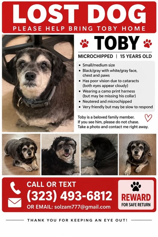 Lost Pet in South Gate, California — listing photo