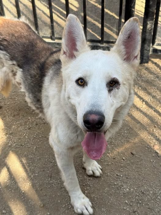 found dog in Jurupa Valley, California