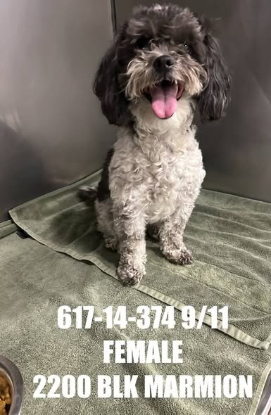 Found Pet in Joliet, Illinois — listing photo