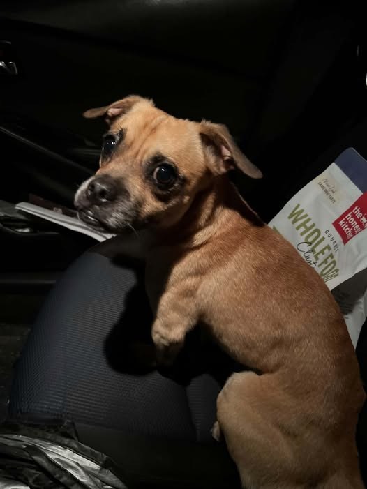 Found Dog in La Puente, California — This adorable Puppy was found close to the freeway entrance at night and very scared
