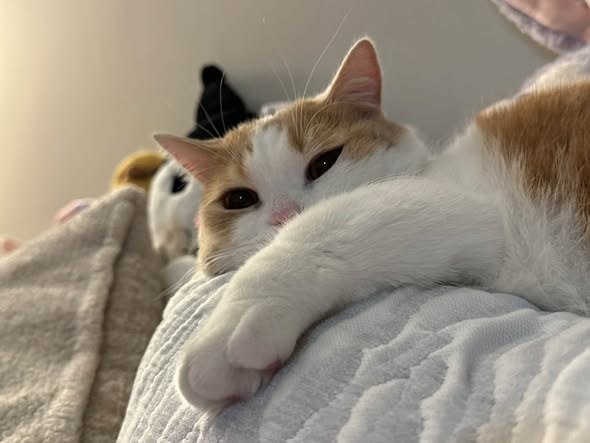 lost cat in Beverly Hills, California