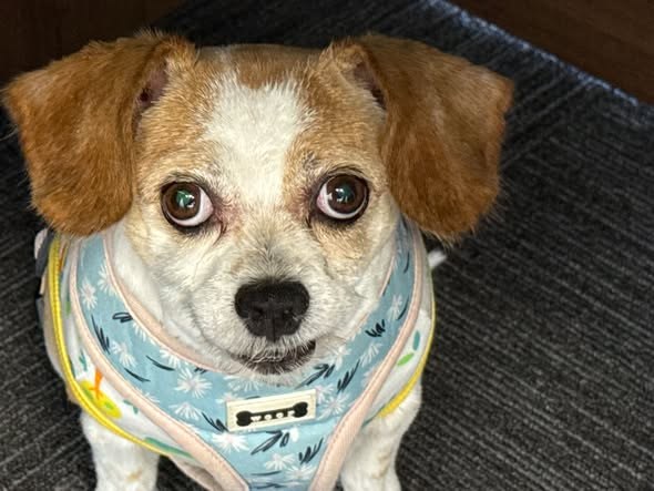 Lost Dog in Victorville, California — listing photo — additional photo 2