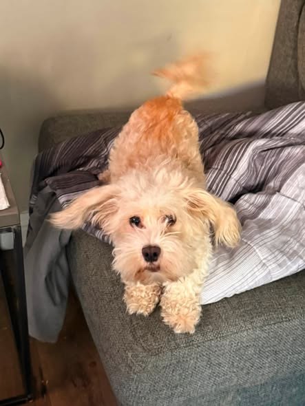 Lost Dog in Los Angeles, California — LOS ANGELES CA 3 MISSING DOGS INCLUDING ONE EYED LITTLE CHI SENIOR, A DARK GRAY FRENCHIE &… — additional photo 3