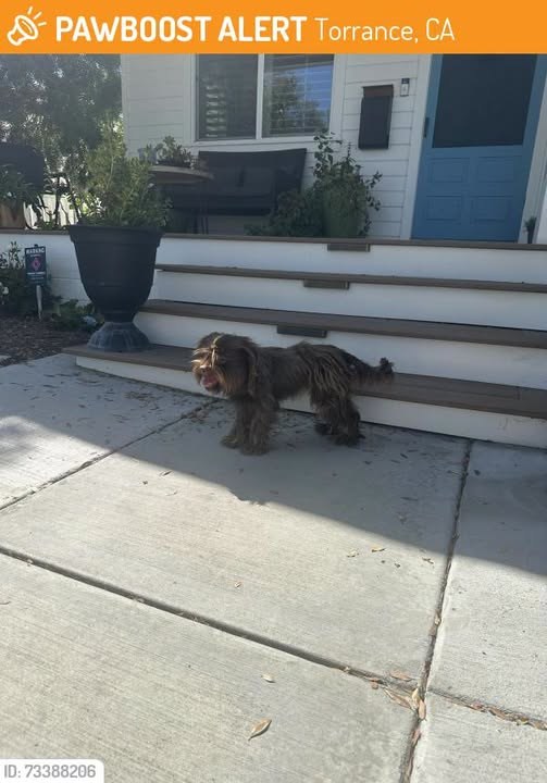 Found Dog in Torrance, California — This dog was FOUND in Torrance, CA 90504 near Artesia