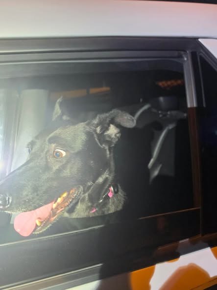 Found Dog in Hudson Falls, New York — listing photo