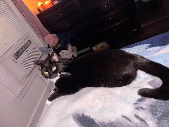 Lost Cat in Mohawk, New York — My two year old kitty went missing morning — additional photo 2