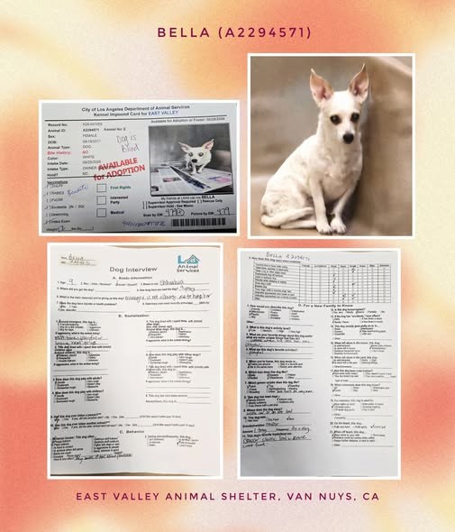 Pet alert in Van Nuys, California — BEST UPDATE: BELLA was pulled by #frostedfacesfoundation and she is out of the shelter…