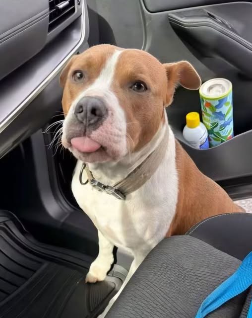 Found Dog in Honeoye Falls, New York — listing photo