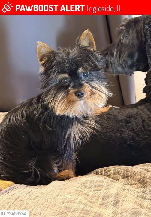 Lost Dog in Ingleside, Illinois — Sammiee was LOST in Ingleside, IL 60041 near Fairfield Rd and Caines Rd