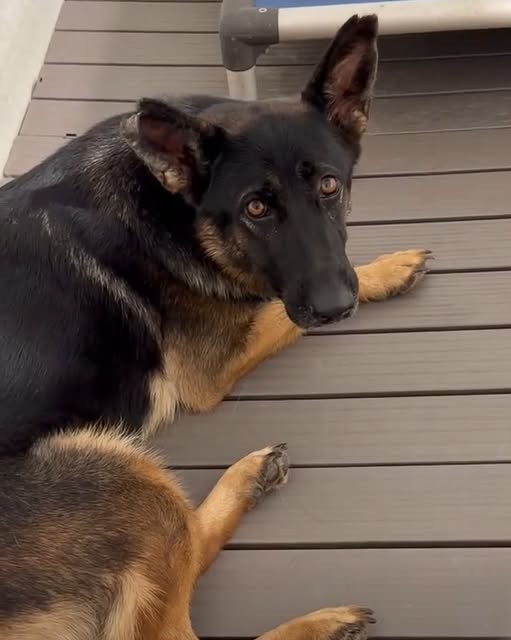 Found Dog in Devore, California — Devore, CA - Picked up as a stray 10 days ago and now on the euthanasia list:(Please click…