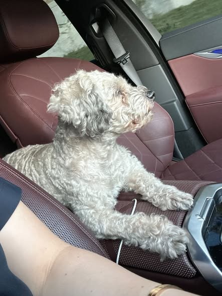 Found Dog in Los Angeles, California — Thank you 🚨 FOUND DOG IN LOS ANGELES — PLEASE SHARE 🐾 Hello everyone — additional photo 2