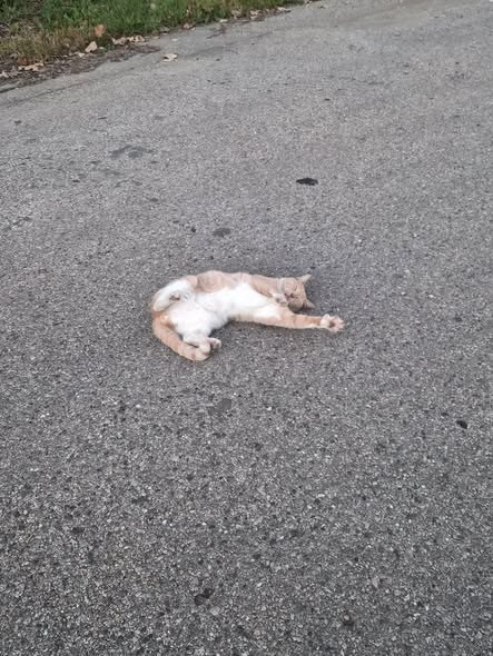 lost cat in Waukegan, Illinois