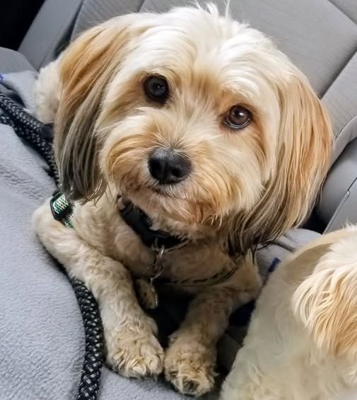 Lost Pet in City Terrace, California — my Nico is lost, he got out on from City Terace (East Los Angeles) CA., flyers have been…