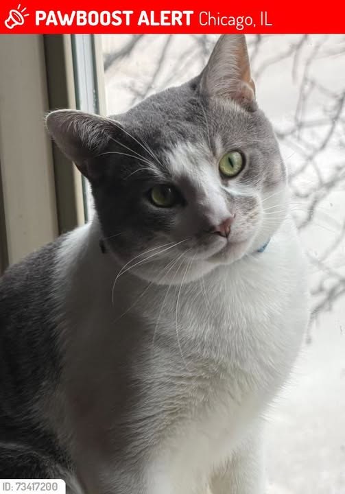 lost cat in Chicago, Illinois