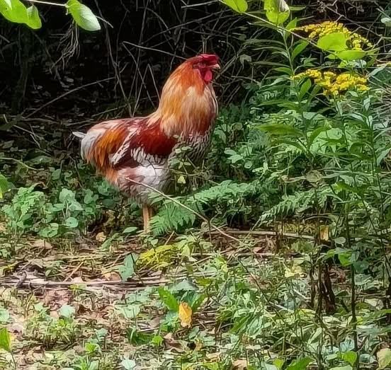 found pet in Mount Vision, New York