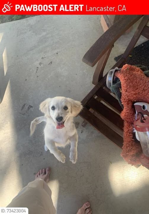Lost Dog in Lancaster, California — Mendi was LOST in Lancaster, CA 93534 near 10th st