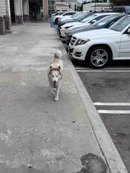 found dog in Rowland Heights, California