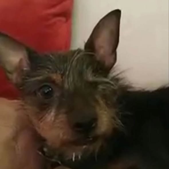 Lost Dog in Los Angeles, California — LOS ANGELES CA 3 MISSING DOGS INCLUDING ONE EYED LITTLE CHI SENIOR, A DARK GRAY FRENCHIE &…