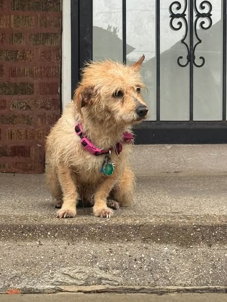 Found Pet in Chicago, Illinois — listing photo