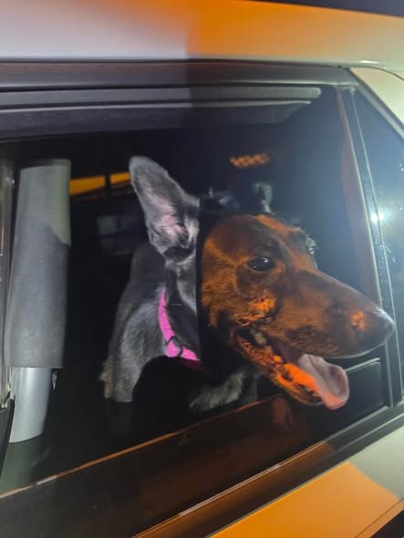 Found Dog in Hudson Falls, New York — listing photo — additional photo 2