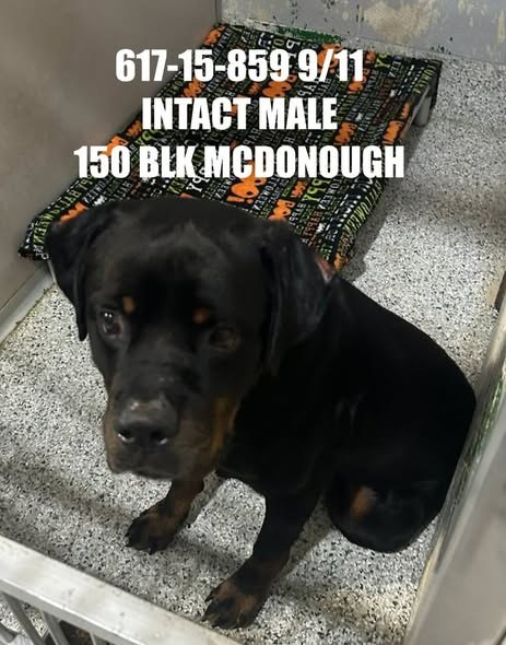 Found Pet in Joliet, Illinois — listing photo — additional photo 2