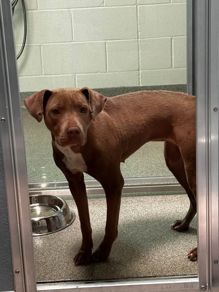 Found Pet in Harvey, Illinois — listing photo