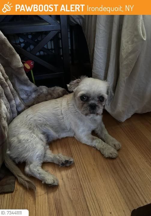 Found Dog in Irondequoit, New York — This dog was FOUND in Irondequoit, NY 14617 near Culver Rd